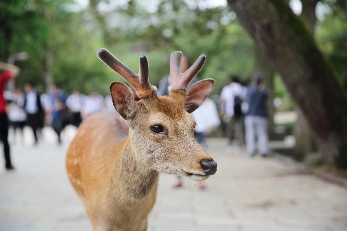 Deer in Nara Park