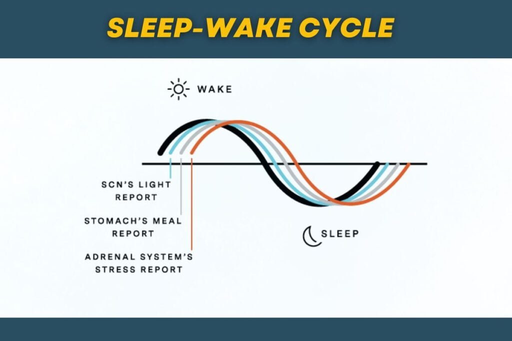 Sleep-Wake Cycle