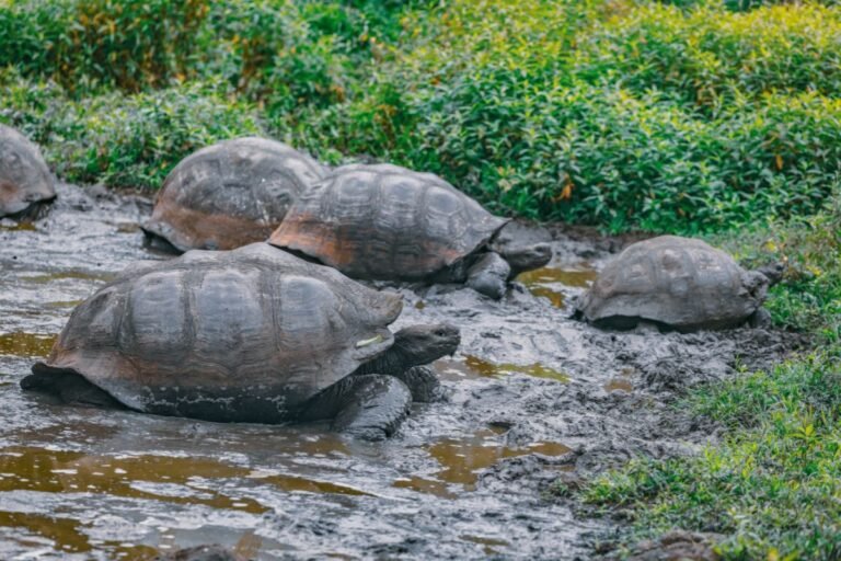 The Galapagos Islands Belong To Which Country?