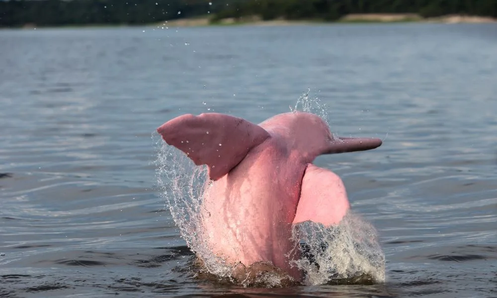 Amazon River dolphin